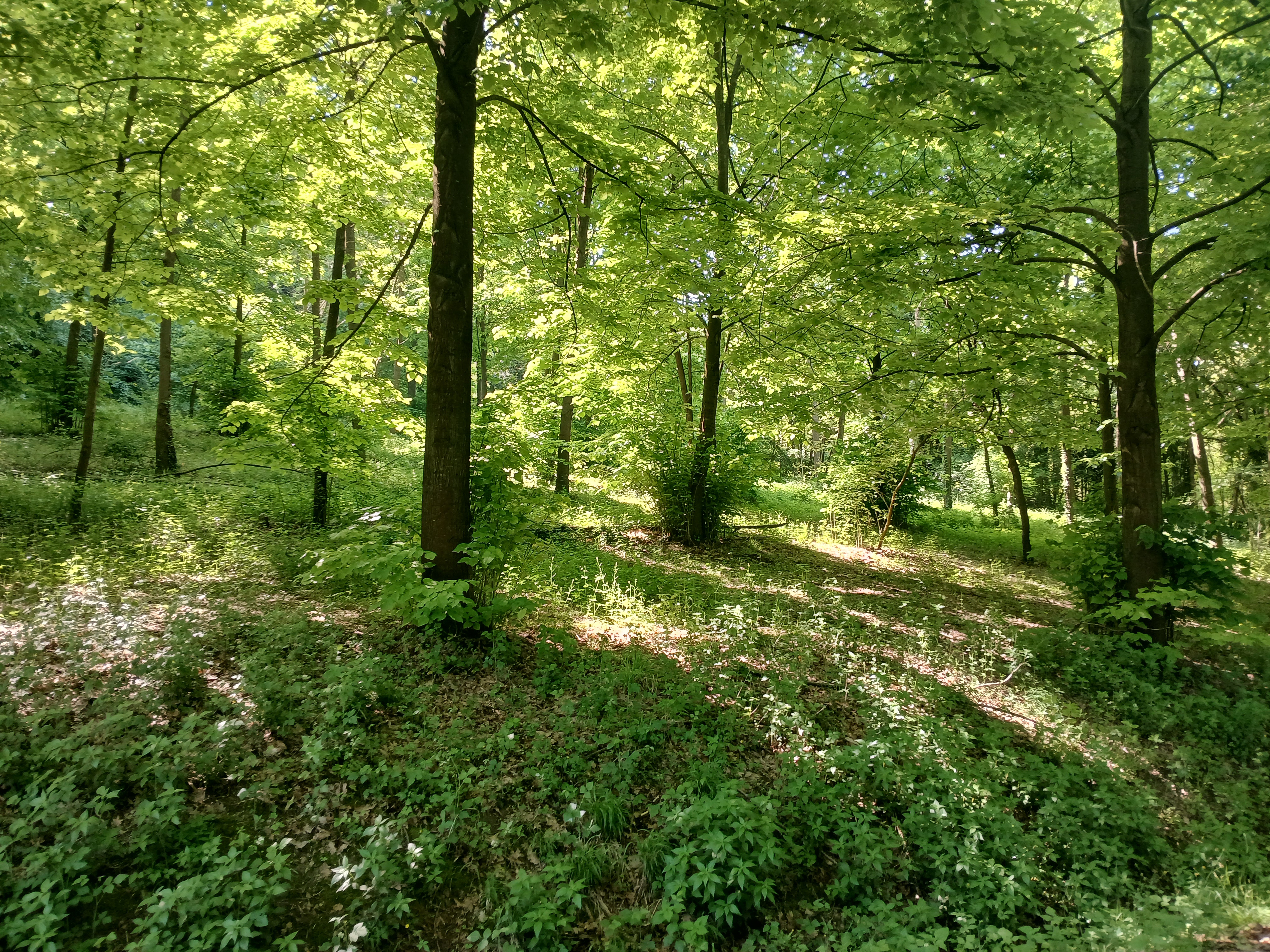 Riserva Naturale Gorghi forest